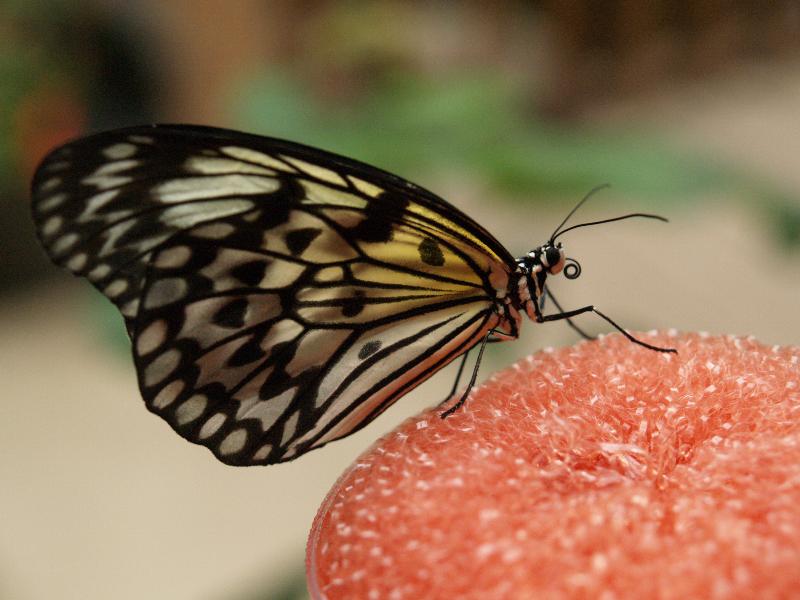 South Deerfield, Massachusetts (MA): Magic Wings: Rice Paper Butterfly (Idea leuconoe)