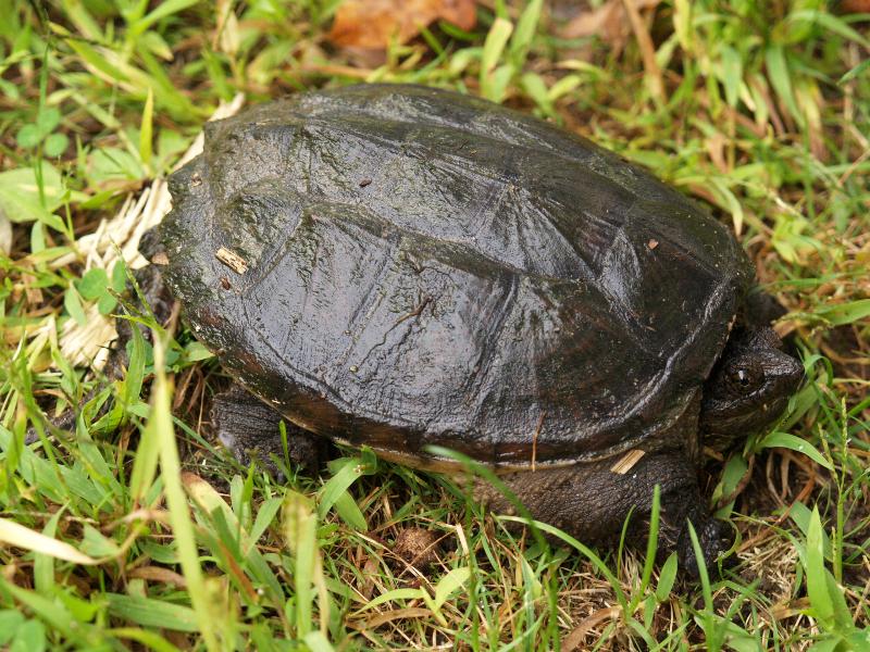Florence, Massachusetts (MA): Look Park: turtle in grass