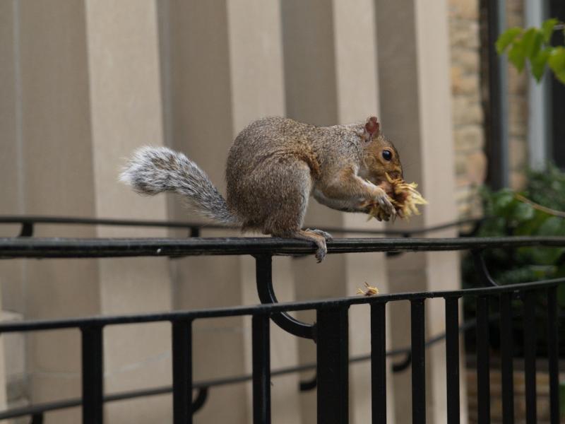 Northampton, Massachusetts (MA): Main Street: grey squirrel eating clump of nuts