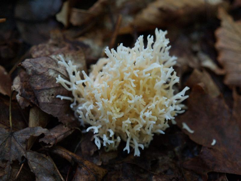Plainfield, Massachusetts (MA): River Road: coral fungus