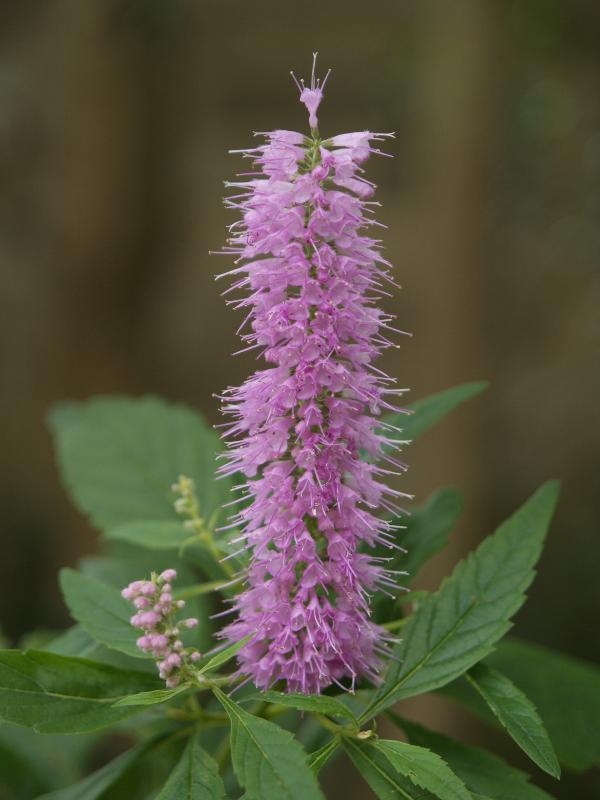 Cambridge, England: Botanic Garden: Mint bush (Mint shrub) Elsholtzia stauntonii)