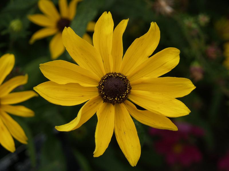 Cambridge, England: Botanic Garden: Black-eyed Susan (Rudbeckia hirta)