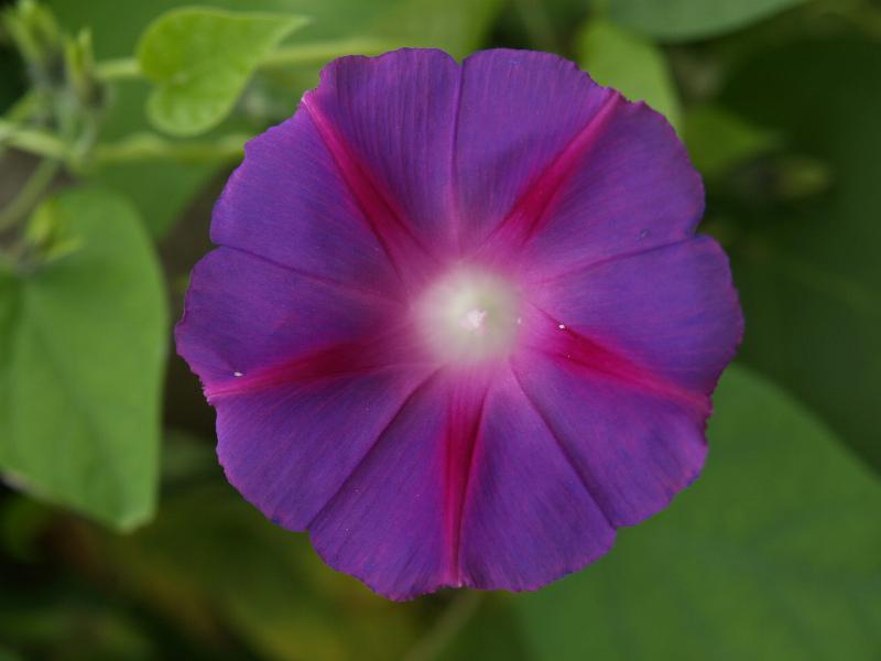 Cambridge, England: Botanic Garden: Convolvulus humilis Jacq.