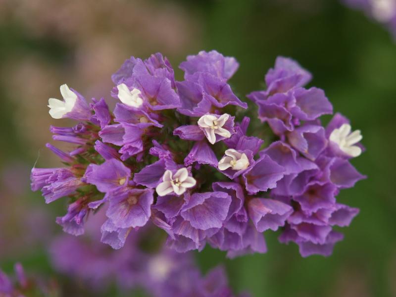 Cambridge, England: Botanic Garden: Wavy Leaf Sea Lavender (Limonium sinuatum)