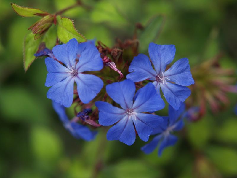 Cambridge, England: Botanic Garden: Chinese Plumbago (Ceratostigma willmottianum)