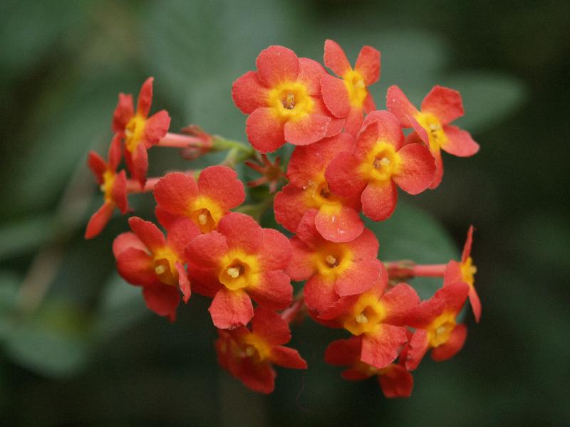 Cambridge, England: Botanic Garden: Rondeletia odorata var. breviflor