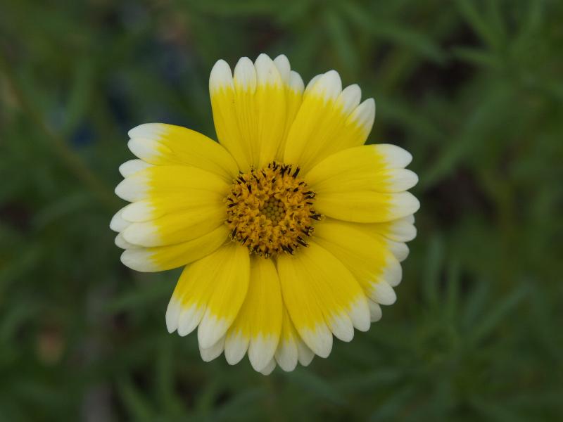 Cambridge, England: Botanic Garden: Tidy Tips (Layia platyglossa)