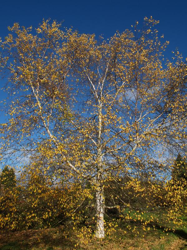 Cambridge, England: Botanic Garden: Blue Birch (Betula coerulea-grandis), autumn leaves