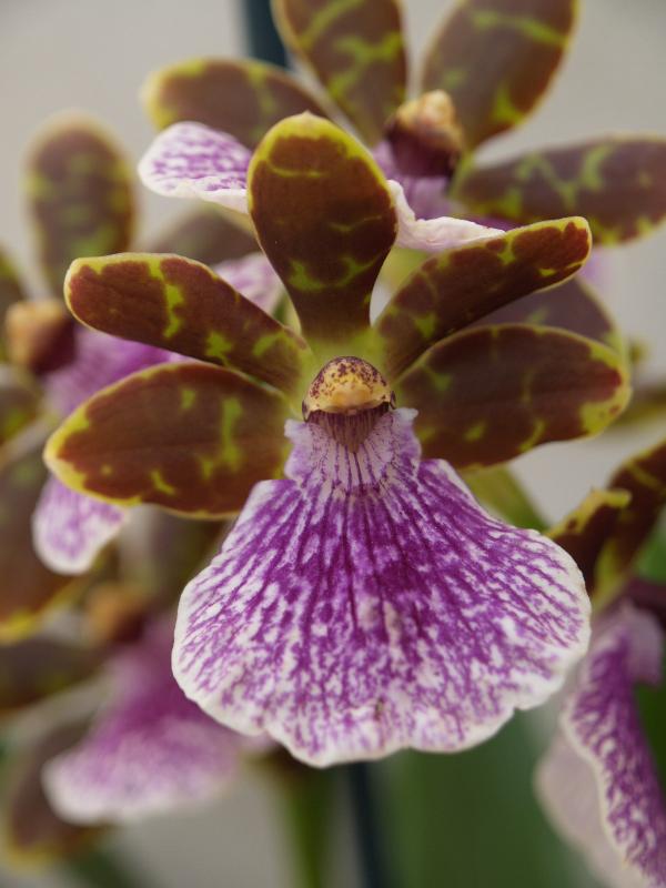 Cambridge, England: Botanic Garden: Orchid (Zygopetalum 'Elder Park')