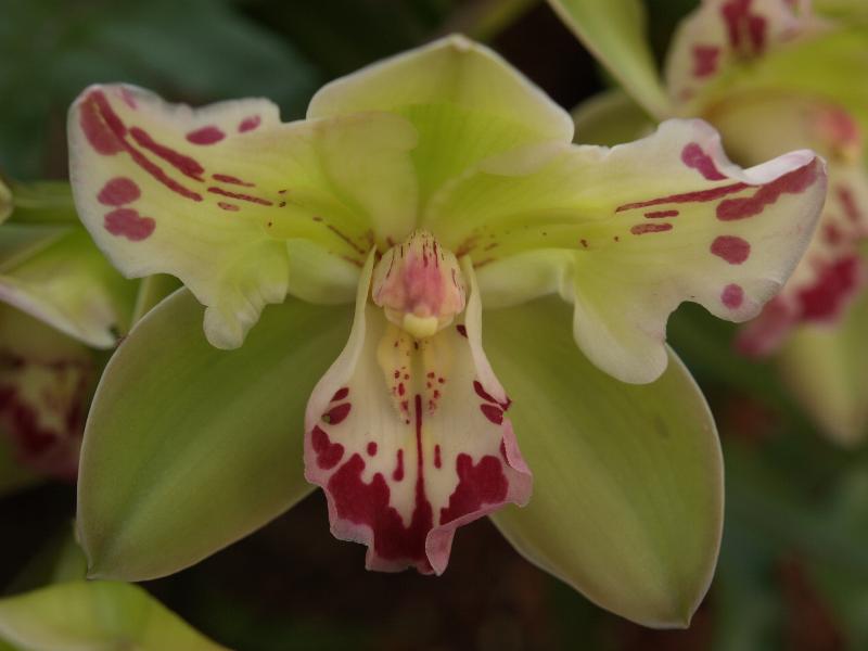 Cambridge, England: Botanic Garden: Orchid (Cymbidium 'Mavourneen Jester')