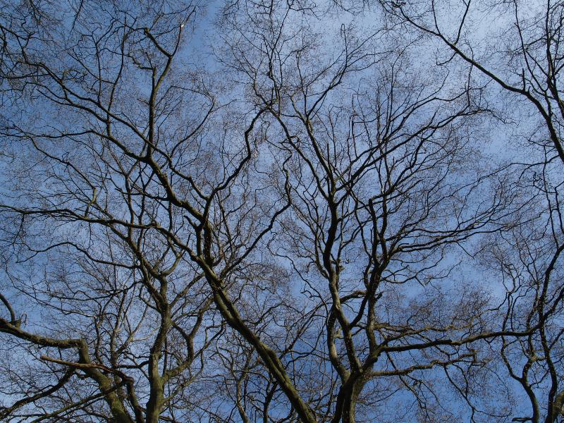 Cambridge, England: Botanic Garden: Hornbeam (Carpinus betulus) branches