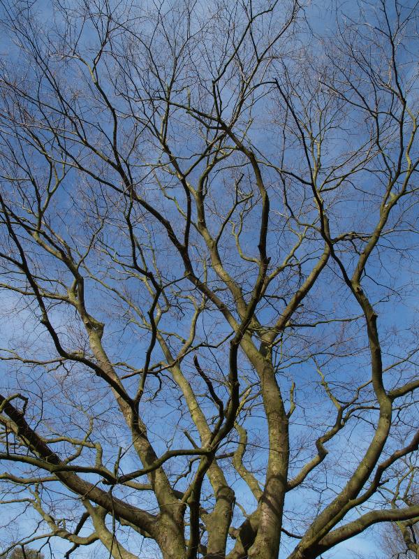 Cambridge, England: Botanic Garden: Japanese Zelkova (Zelkova serrata) branches