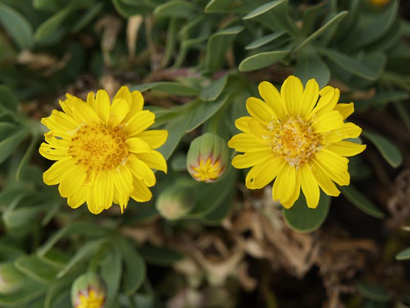 Cambridge, England: Botanic Garden: Othonna cheirifolia