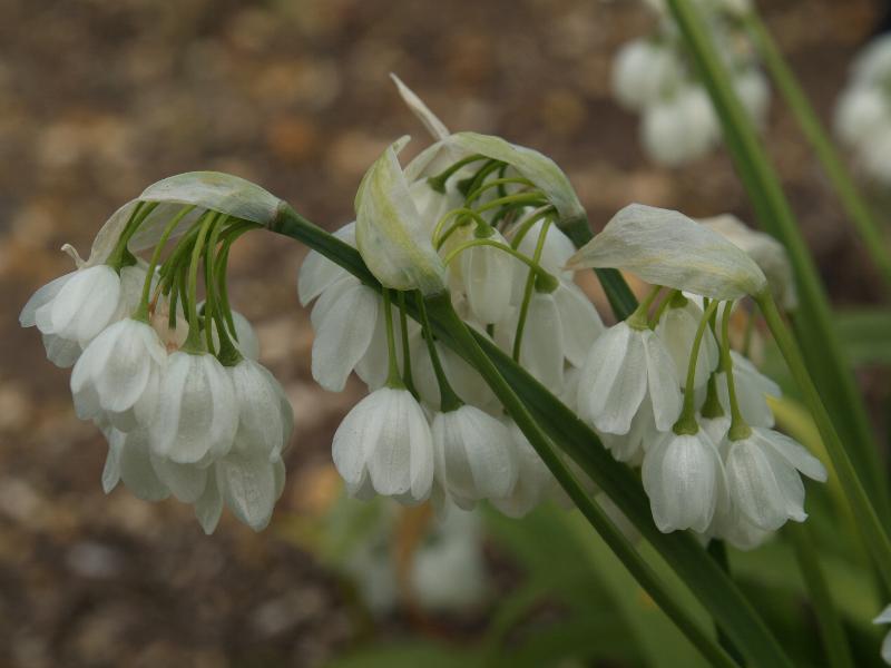 Cambridge, England: Botanic Garden: Allium paradoxum var. normale
