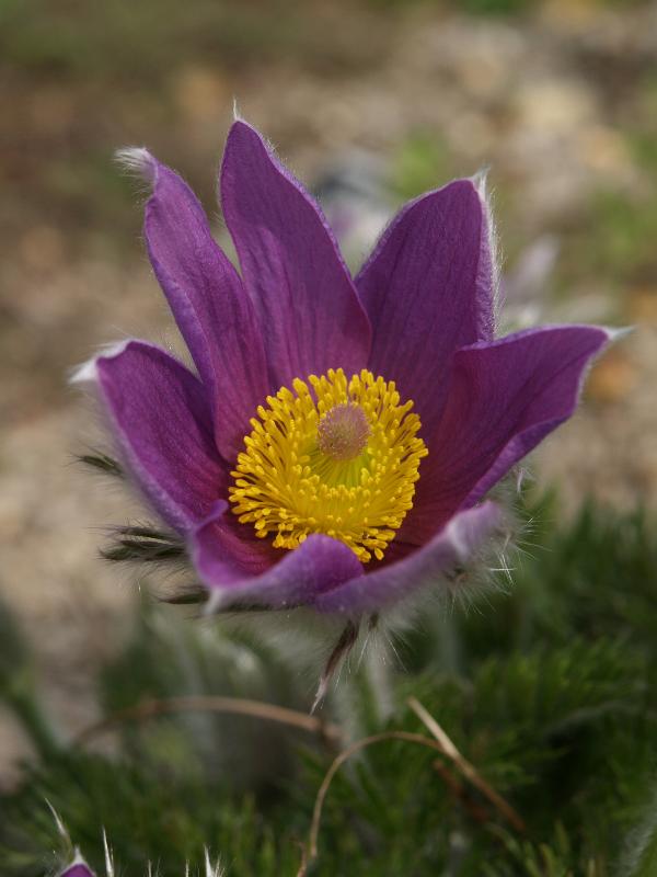 Cambridge, England: Botanic Garden: Anemone slavica