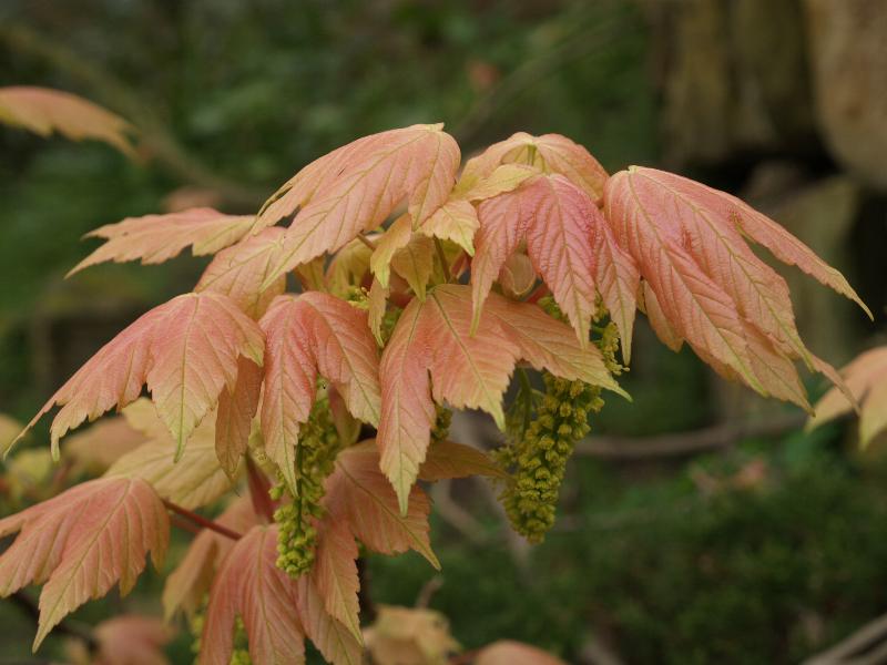 Cambridge, England: Botanic Garden: Acer pseudoplatanus 'Brilliantissimum' young leaves