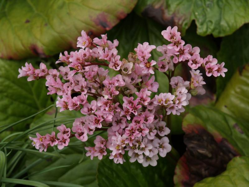 Cambridge, England: Botanic Garden: Bergenia