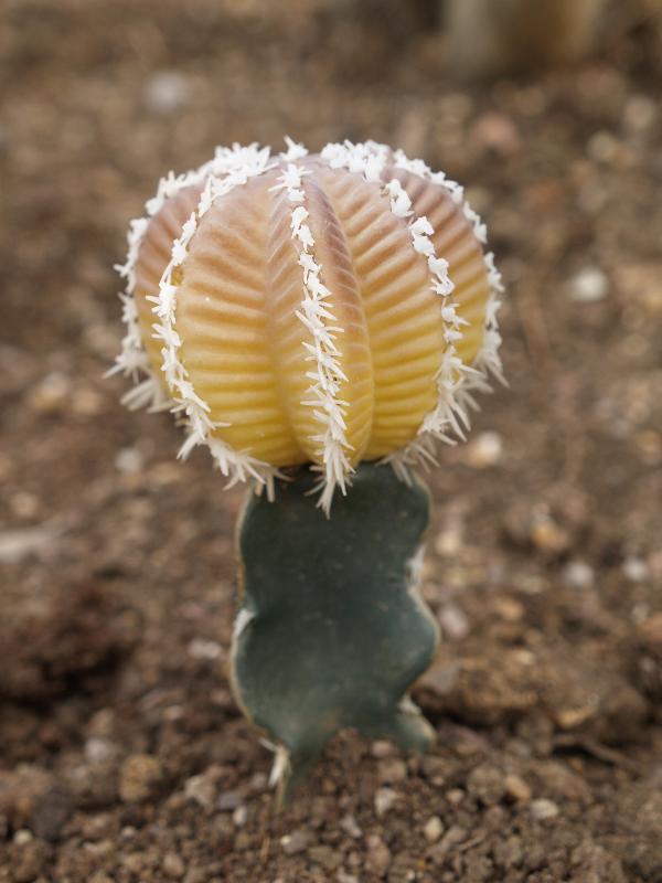 Cambridge, England: Botanic Garden: Pavodia brettlangleii 'Purple Policeman'