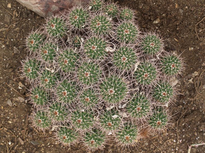 Cambridge, England: Botanic Garden: Cob Cactus (Echinocereus enneacanthus)