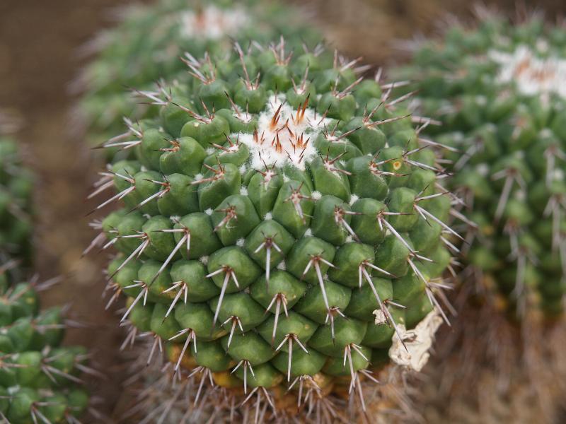Cambridge, England: Botanic Garden: Mother of Hundreds (Mammillaria compressa)