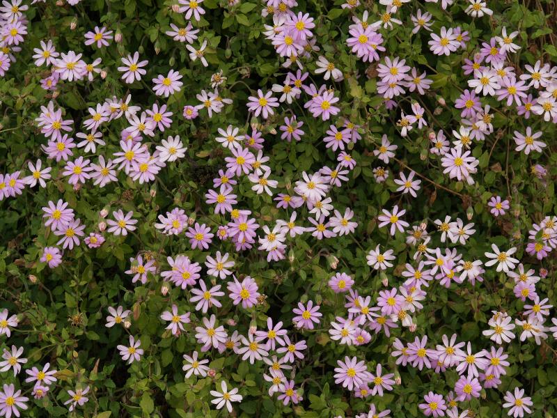 Cambridge, England: Botanic Garden: Creeping Blue Marguerite (Felicia petiolata)
