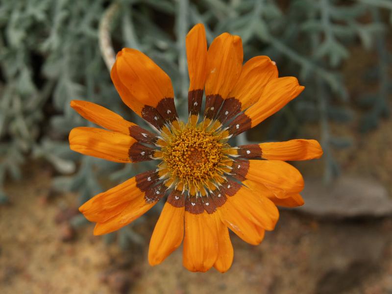 Cambridge, England: Botanic Garden: Gazania krebsiana