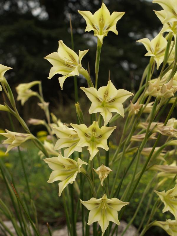 Cambridge, England: Botanic Garden: Evening flower (Gladiolus tristis)
