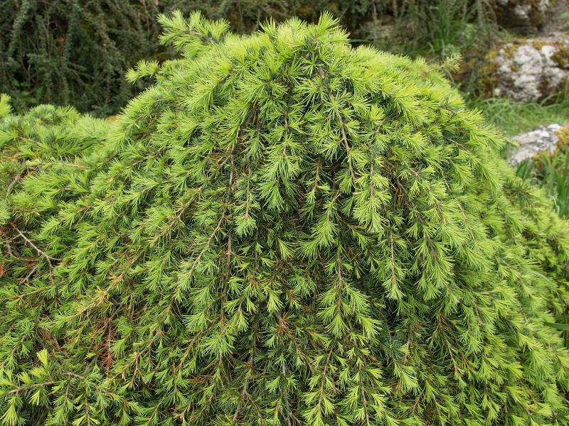 Cambridge, England: Botanic Garden: Cedrus libani 'Sargentii'
