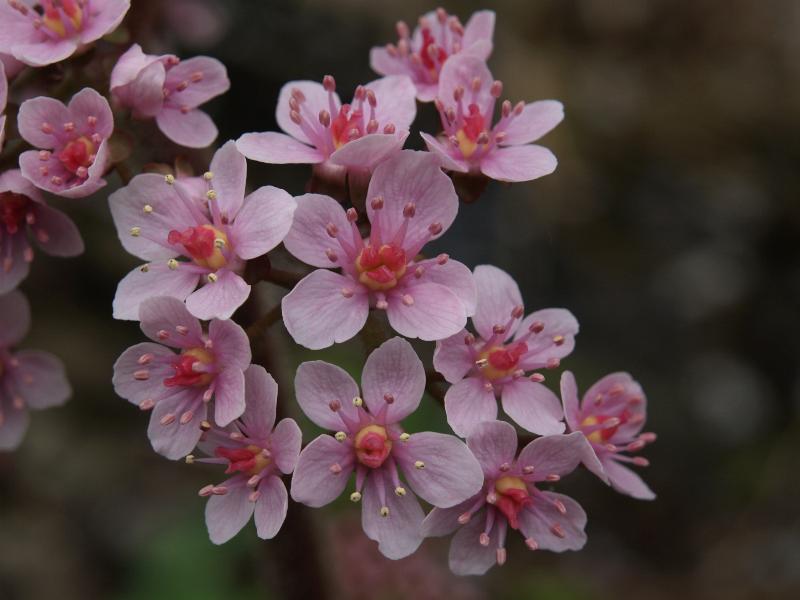Cambridge, England: Botanic Garden: Umbrella plant (Darmera peltata)