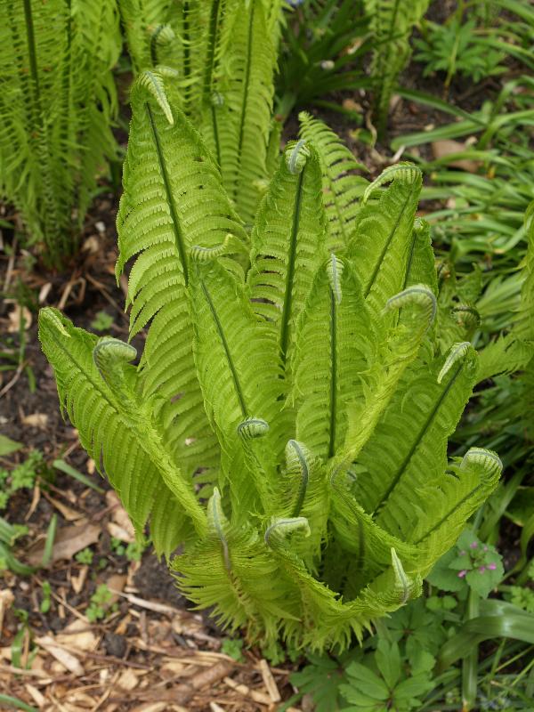 Cambridge, England: Botanic Garden: Ostrich Fern (Matteuccia struthiopteris)