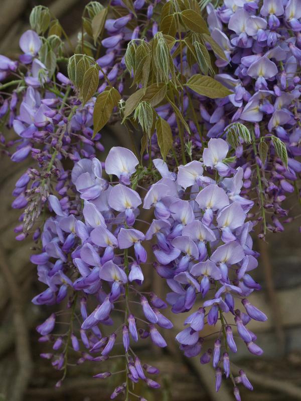 Cambridge, England: Sidney Sussex College: wisteria