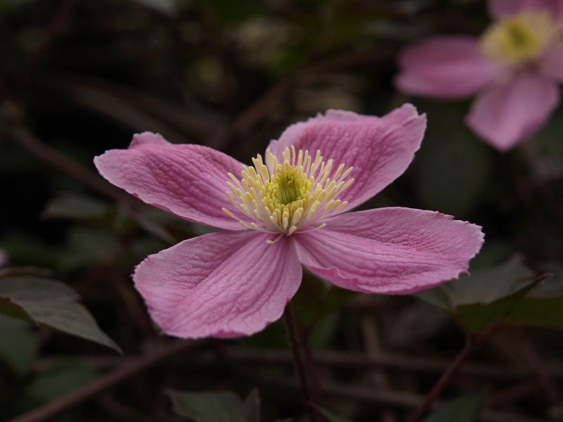 Cambridge, England: Bene't Street: pink Clematis