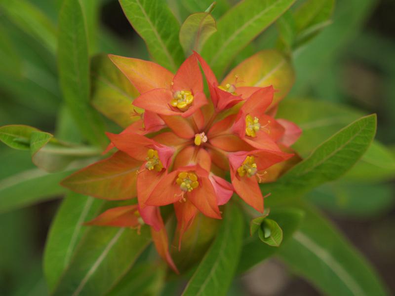 Cambridge, England: Botanic Garden: Euphorbia griffithii