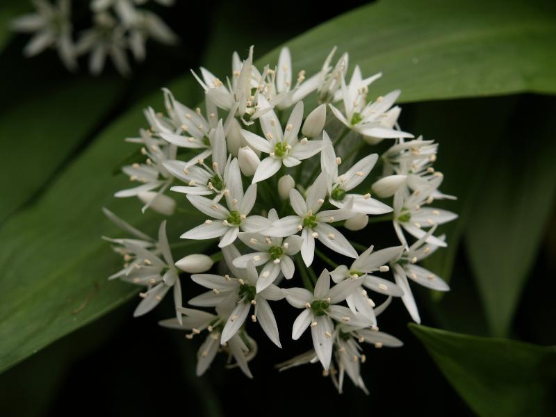 Cambridge, England: Botanic Garden: Ramsons (wild garlic, wood garlic, bear's garlic) (Allium ursinum)