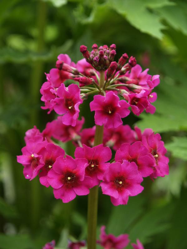 Cambridge, England: Botanic Garden: Primula pulverulenta