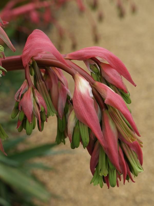 Cambridge, England: Botanic Garden: Beschorneria yuccoides