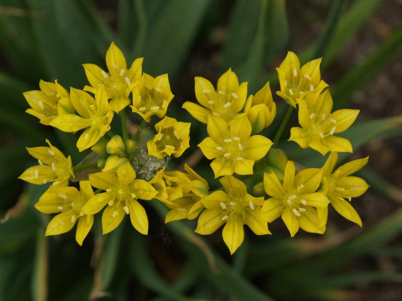 Cambridge, England: Botanic Garden: Allium moly