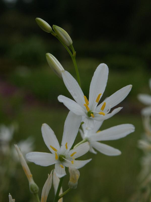 Cambridge, England: Botanic Garden: Anthericum liliago
