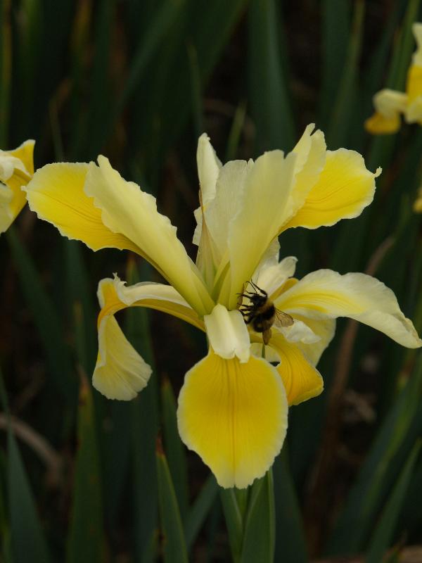 Cambridge, England: Botanic Garden: Iris orientalis (with bee)