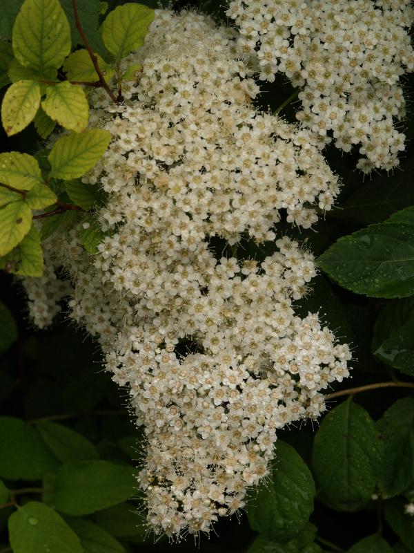 Cambridge, England: Botanic Garden: Spiraea fritschiana