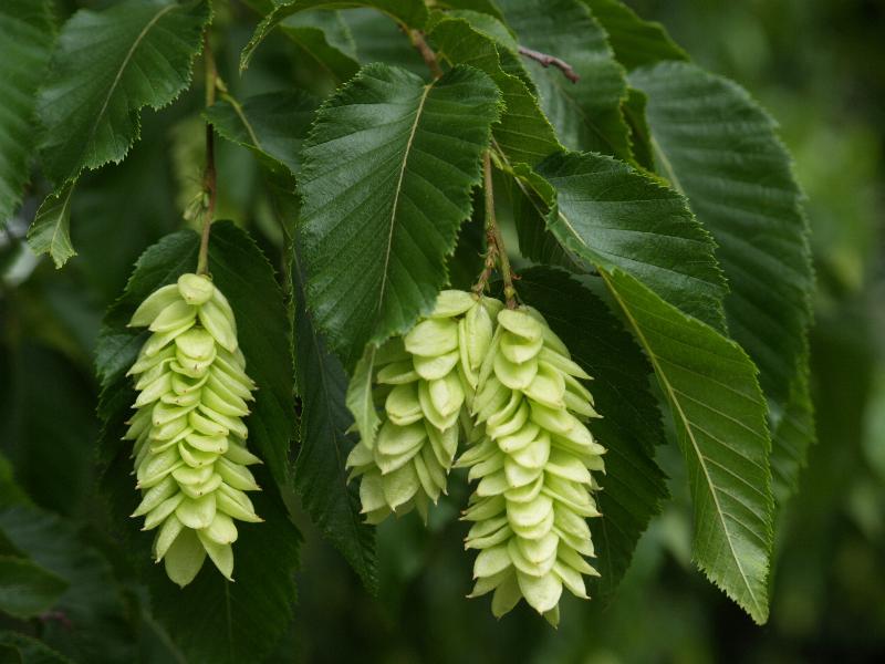 Cambridge, England: Botanic Garden: Hop Hornbeam (Ostrya carpinifolia) catkins