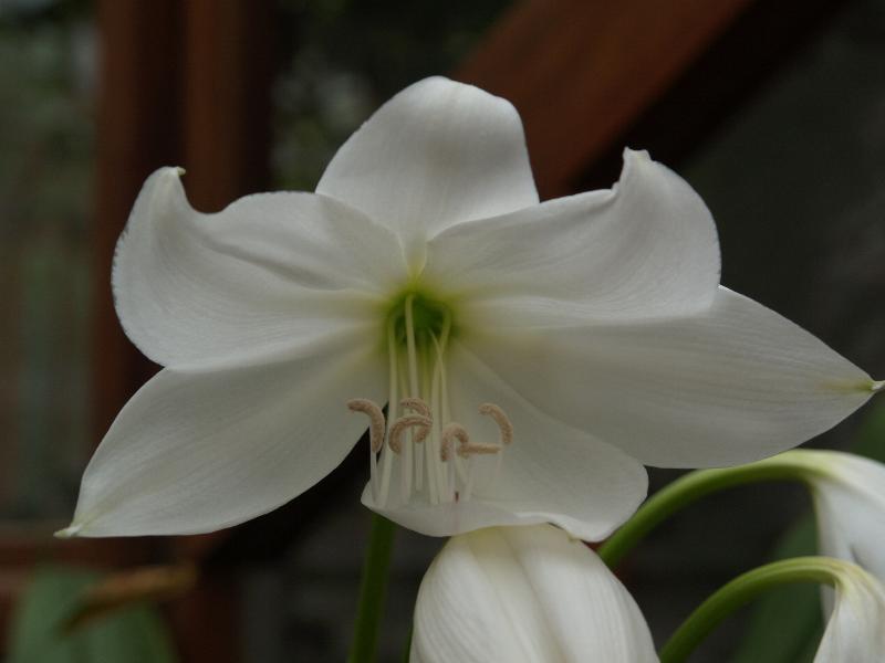Cambridge, England: Botanic Garden: Crinum moorei