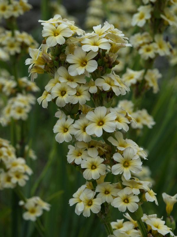 Cambridge, England: Botanic Garden: Yellow Mexican Satin Flower (Sisyrinchium striatum)