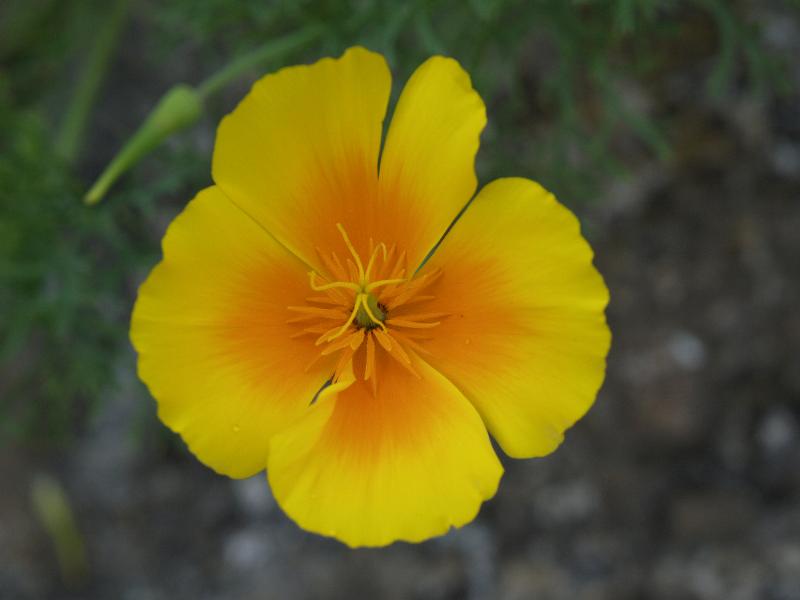 Cambridge, England: Botanic Garden: Californian poppy (Eschscholzia californica)