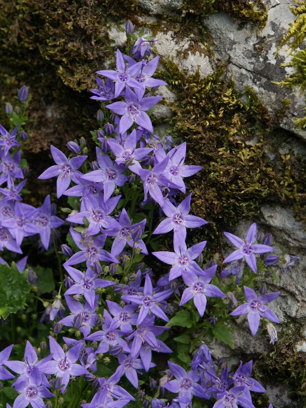 Cambridge, England: Botanic Garden: Adriatic bellflower (Campanula garganica)