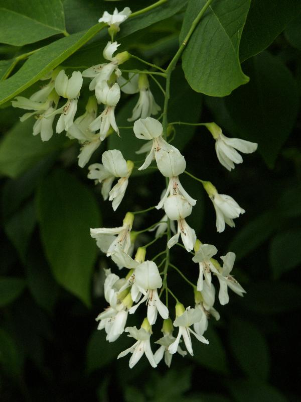 Cambridge, England: Botanic Garden: Yellow Ash (Yellowwood) (Cladrastis lutea, kentukea) flowers