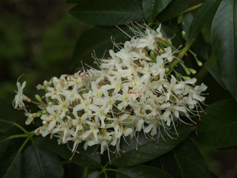Cambridge, England: Botanic Garden: California Buckeye (Aesculus californica)
