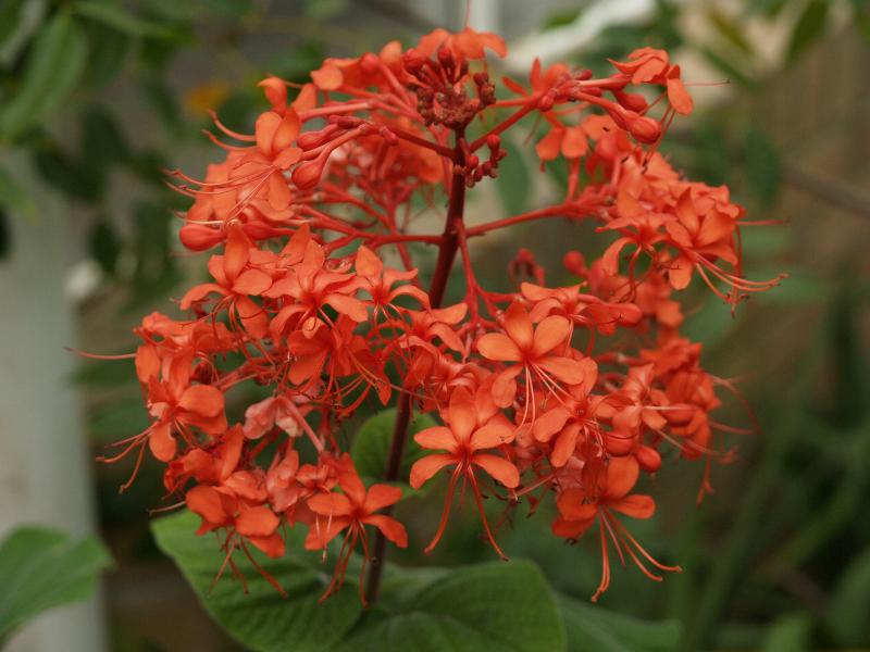 Cambridge, England: Botanic Garden: Java Glorybower (Scarlet Clerodendron) (Clerodendrum speciosissimum)