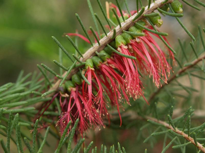 Cambridge, England: Botanic Garden: Common net bush (Calothamnus quadrifidus)