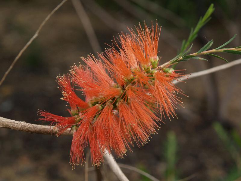 Cambridge, England: Botanic Garden: Robin redbreast bush (Melaleuca laterita)